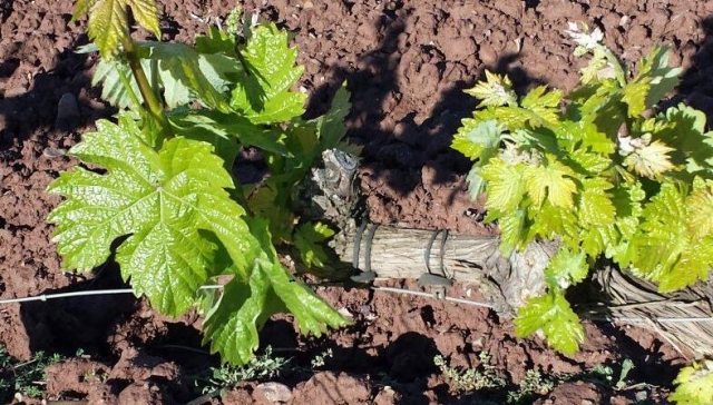 discover viticulture 